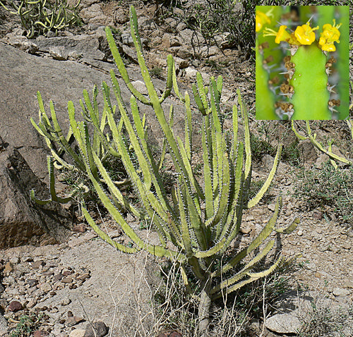 Miel de Cactus Blanc du Yémen