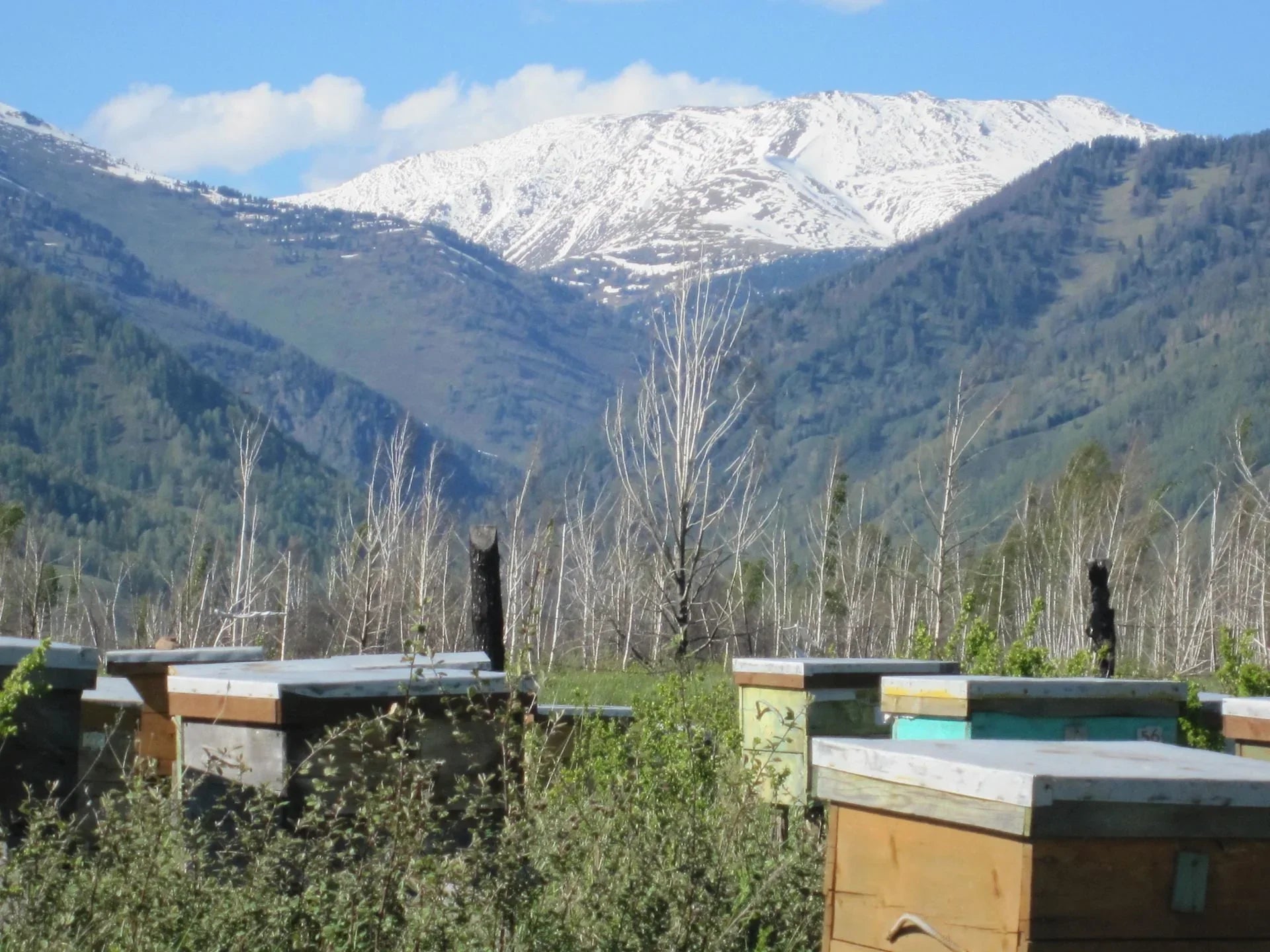 Miel Blanc de Tilleul de Russie