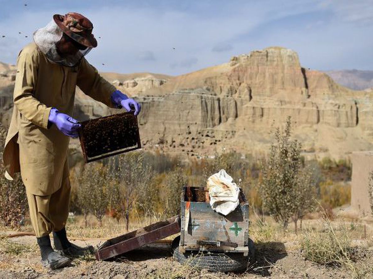 Miel Sauvage d'Afghanistan