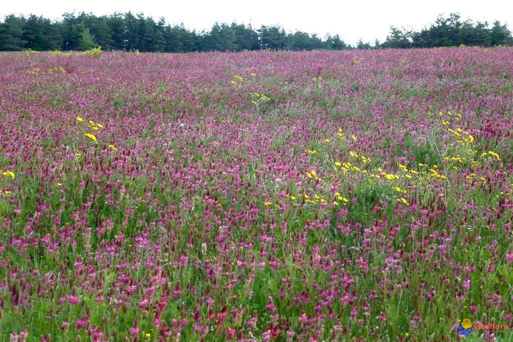 Miel Blanc du Khirghizistan (Sainfoin)