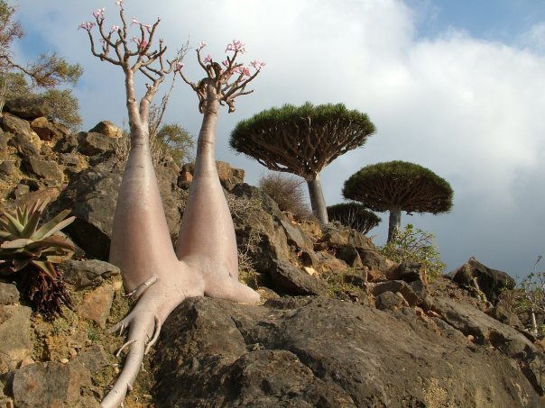 Miel de l'Ile de Socotra