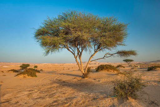 Miel d'Acacia du Yémen